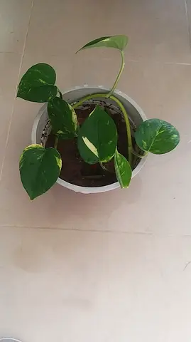 Healthy money plant