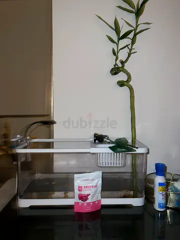 Betta fish starter pack aquarium tank with filter,light,food and fish is for adoption.