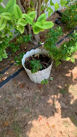 3 large established herb plants with pots - AED 150