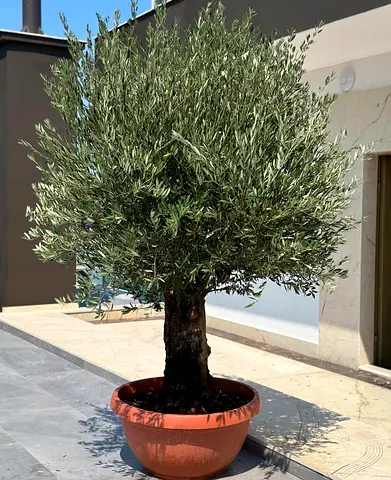 Premium Olive Tree in Designer Pot Dubai | Large Mature Olive Tree for Sale – Plants Valley