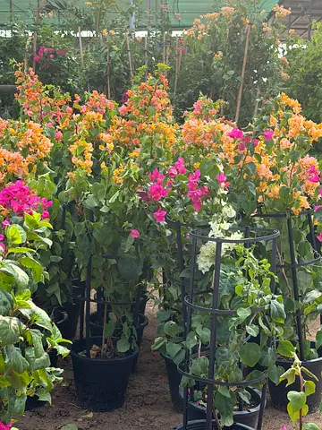 Bougainvillea 4 Stick ~ Multicolor