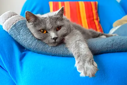 Cats For adoption. Chartreux Feline.