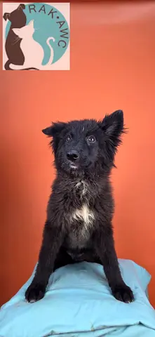 Lovely BANDIT