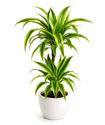 Viva Verda Dracaena Lemon Lime Indoor Plant in Ceremic Pot UAE | Premium Live Indoor Plant