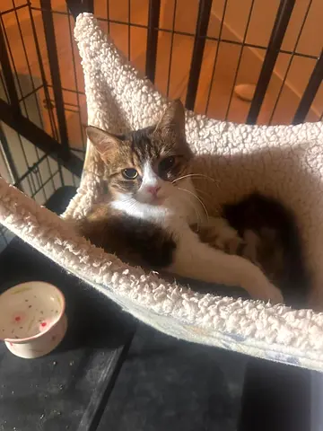 Cat for adoption