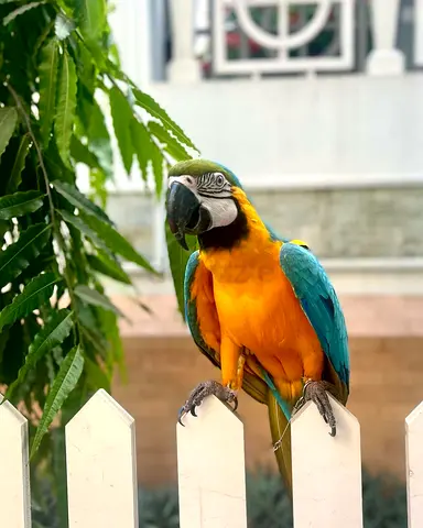 Healthy Blue And Gold Macaw Parrots - Hand Tamed And Active