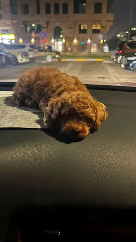 Small brown poodle puppy looking for a new home