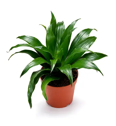 Viva Verda Dracaena Green Jewel Indoor Plant in Plastic Pot UAE | Premium Holland Imported Plant