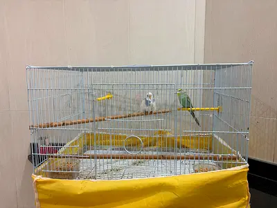 Large bird cage with perches and two parakeets — good condition