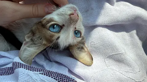 Friendly young kitten with striking blue eyes — looking for a new home. It’s male.
