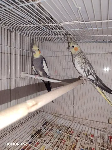Pair of Cockatiels (Male & Female) - Healthy, Tame