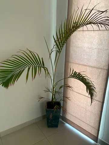Large kentia palm - 1.8m + pot - AED250