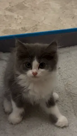 Beautiful and adorable kittens looking for their new loving homes
Healthy, playful and very friendly