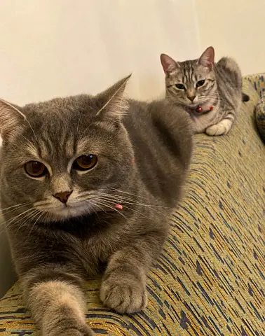 2 Cats for adoption - very beautiful and with passports