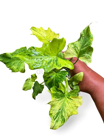Variegated Selloum.  Aed325/-. Pickup near financial center metro. Delivery can be arranged     #Var