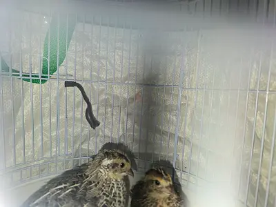 Pair of baby quail/chicks- 3 weeks old