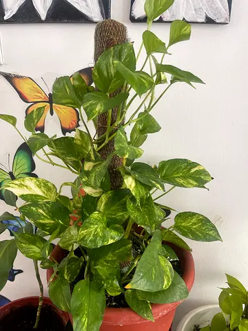 Plant