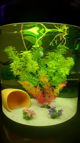 Aquarium with plants and decoration