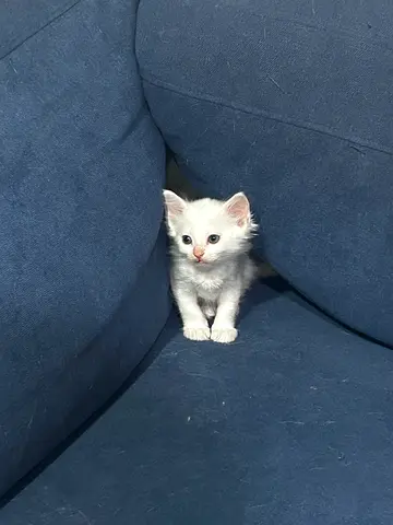 Two white kittens, ~2 months old — gentle siblings ready for adoption