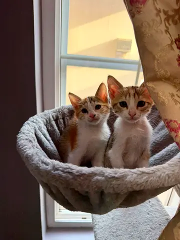 2 girls 2 months old 😍🌺 ! They are very smart and affectionate, ready to give you happiness and be