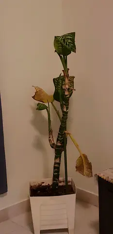 Large indoor potted plant's