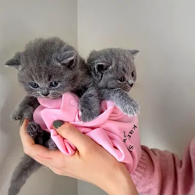 British Shorthair Kittens - 12 Weeks Old - Grey ( Male And Female )