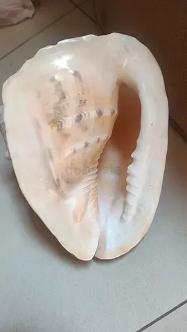 Large Decorative Sea Shell Collectible