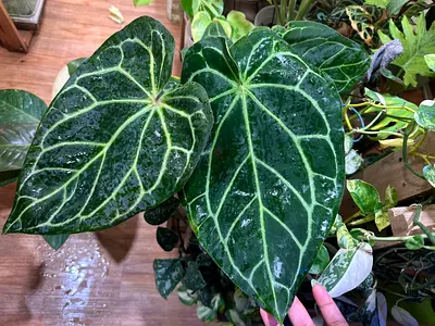 Anthurium Carlablackie x Zara Mitchelle