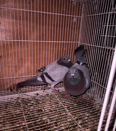 Racing pigeon rehoming adoption | حمام زاجل