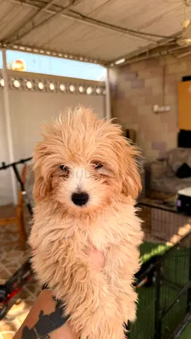 Young fluffy mixed-breed puppy ready for a loving home