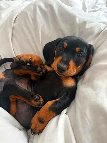 Dachshund puppies ready for a loving home