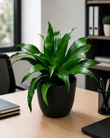 Viva Verda Dracaena Green Jewel Indoor Plant in Fiber Pot UAE | Premium Holland Imported Plant