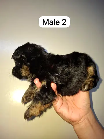 Young male puppy - small breed, healthy and ready for new home