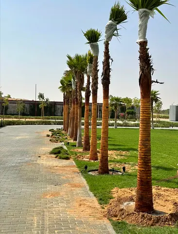 I’m selling all tips palms and plants with delivery service and fixing