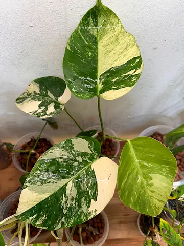 Jungle Mint Monstera in leca. Aed375/- Pickup near financial center metro station. Delivery can be a