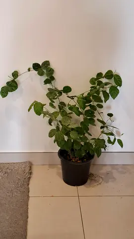 Big jasmine plant