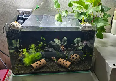Cute Tank set with ADA Soil and selective plantss..
