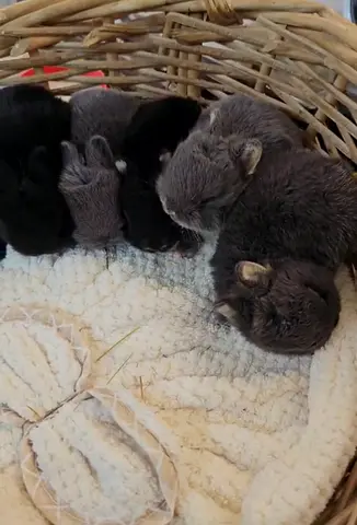 Dwarf rabbits