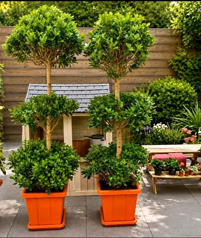 Pair of Tall plastic Box Topiary Trees in Orange Pots — Ready for Patio