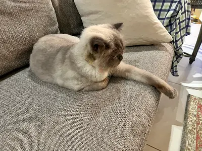 Tobi: indoor well groomed male cat for free adoption.