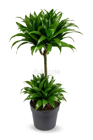Viva Verda Dracaena Green Jewel Indoor Plant in Plastic Pot UAE | Premium Holland Imported Plant