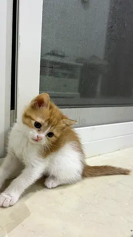 Kittens for adoption