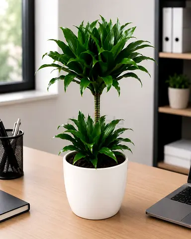 Viva Verda Dracaena Green Jewel Indoor Plant in Ceremic Pot UAE | Premium Holland Imported Plant