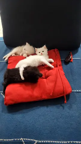 Persian-siberian hybrid kitten