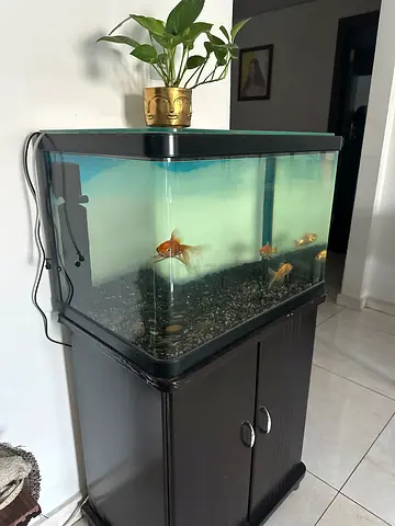Used 100L Glass Fish Aquarium with Cabinet Stand Black walnut and including aquarium accessories