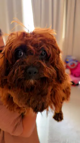 Small brown poodle  dog available for adoption — friendly and cuddly