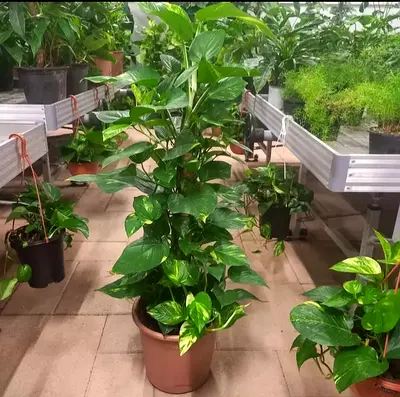 Large Healthy Pothos (Epipremnum aureum) in Pot — Indoor/Office Plant