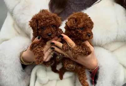 Adorable Toy Poodle Home Raised Healthy Puppies