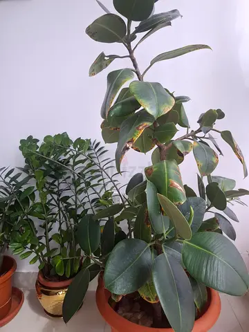 Beautiful Plants for sale