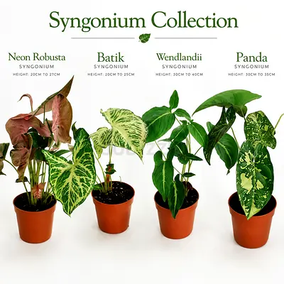 4-Plant Syngonium Collection Live Plants, Neon Robusta, Batik, Wendlandii & Panda, Tropical Indoor